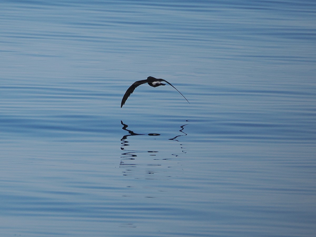 Leach's Storm-Petrel (Leach's) - ML627780224