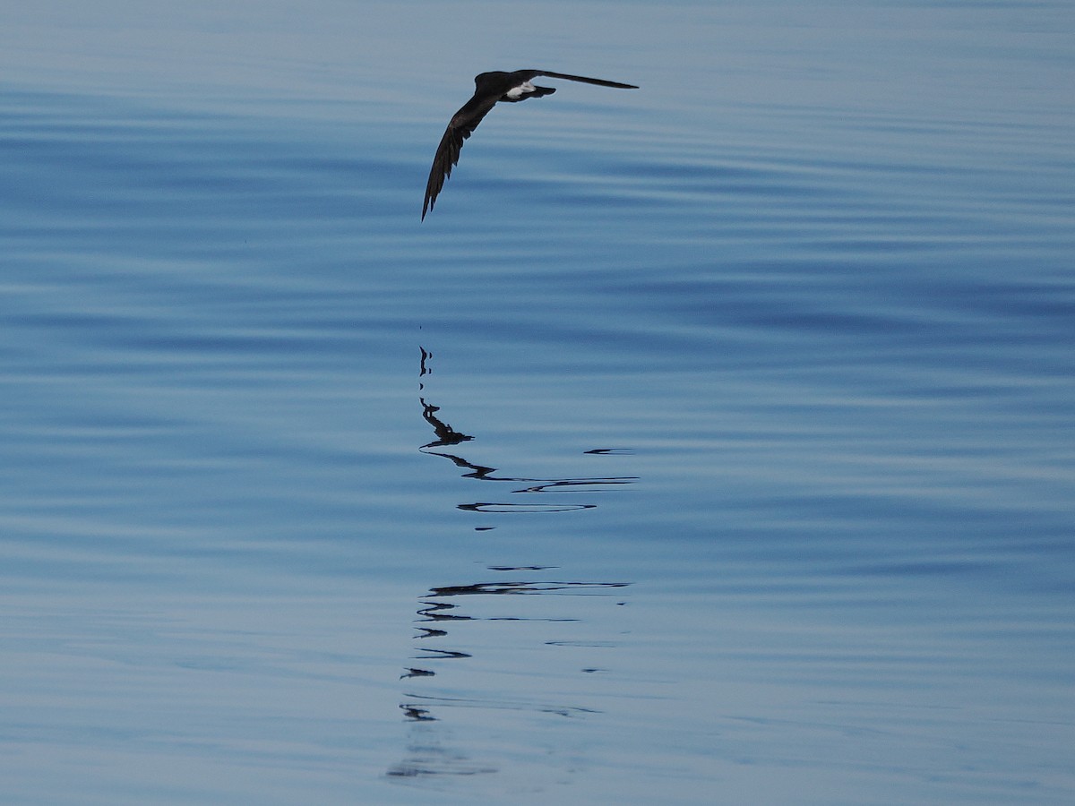 Leach's Storm-Petrel (Leach's) - ML627780225