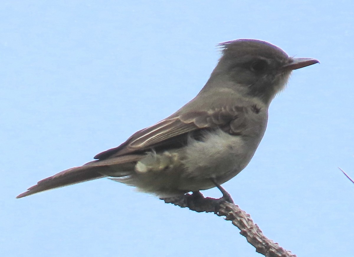 Greater Pewee - ML627780233