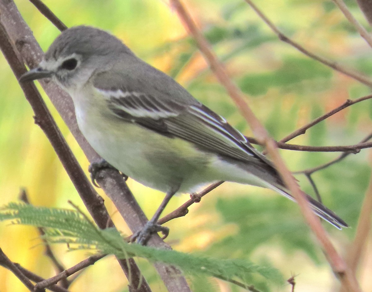 Plumbeous Vireo - ML627780246