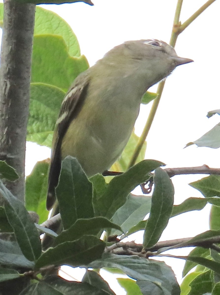 Plumbeous Vireo - ML627780247