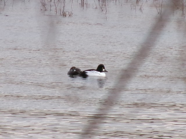 Common Goldeneye - ML627780253