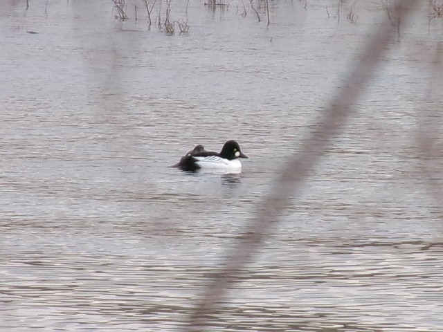 Common Goldeneye - ML627780254