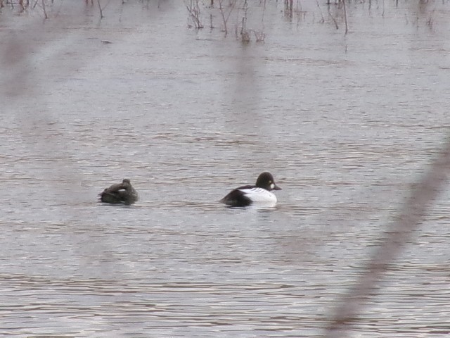 Common Goldeneye - ML627780256