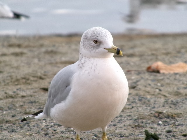 Ring-billed Gull - ML627780295