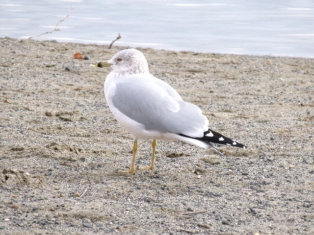 Ring-billed Gull - ML627780296