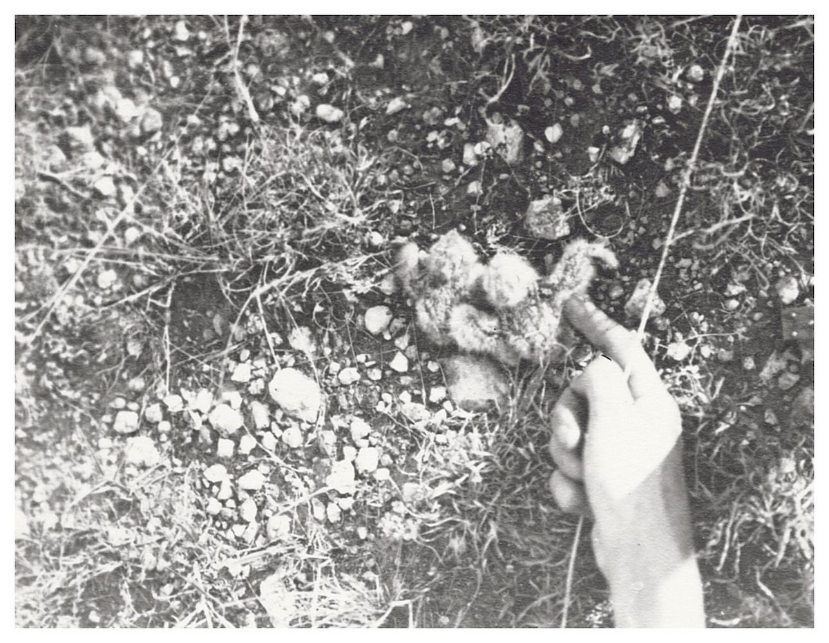 Common Nighthawk - ML627780309