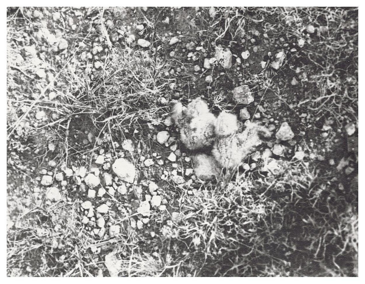 Common Nighthawk - ML627780318