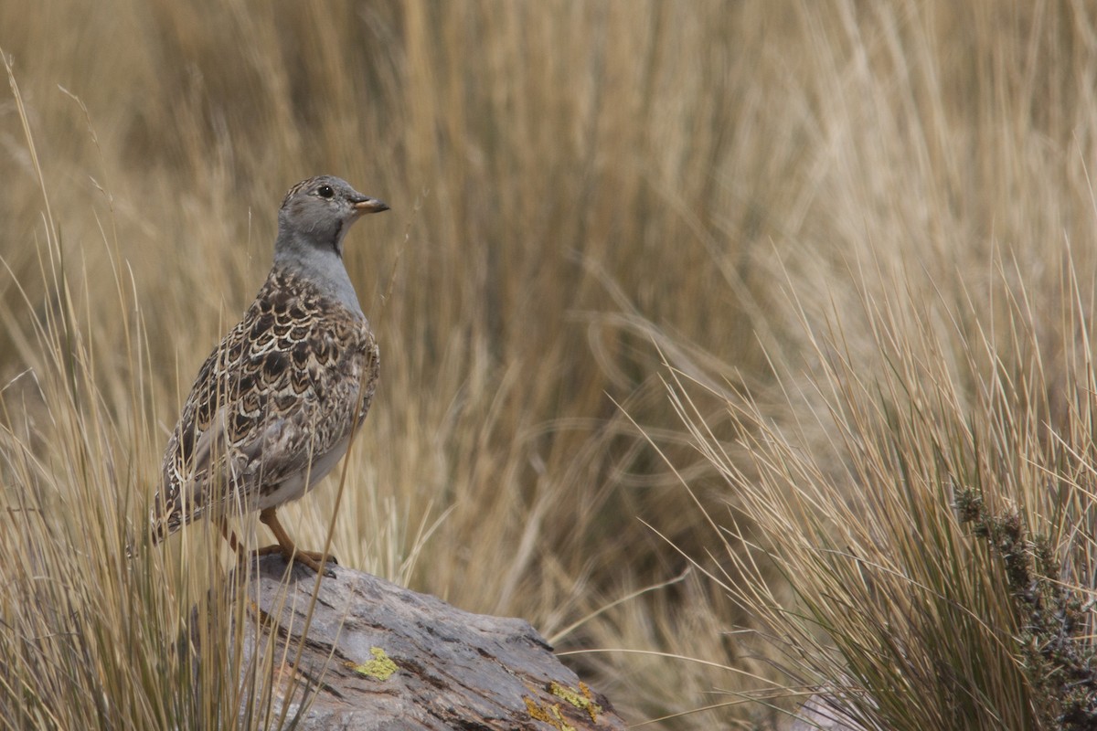 Gray-breasted Seedsnipe - ML627780319