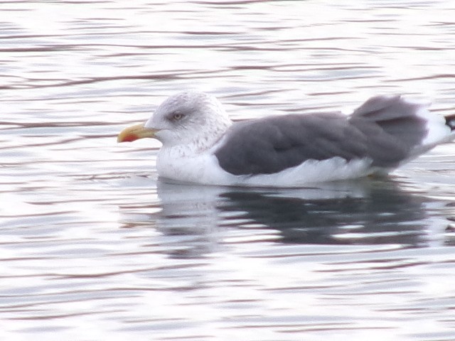 Lesser Black-backed Gull - ML627780337