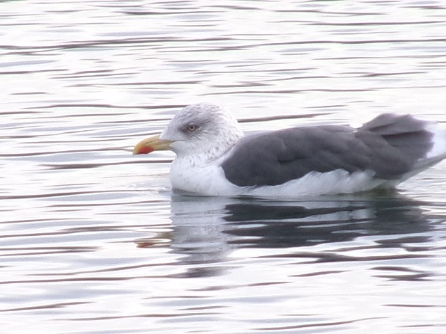 Lesser Black-backed Gull - ML627780338