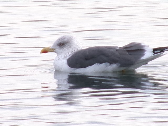 Lesser Black-backed Gull - ML627780341