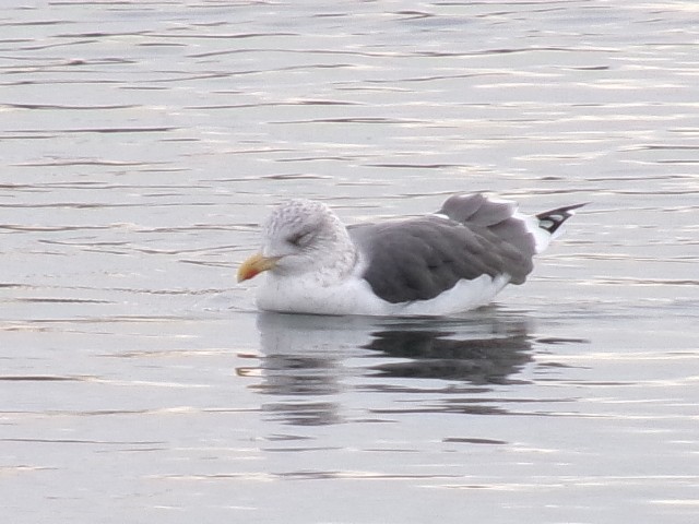 Lesser Black-backed Gull - ML627780343