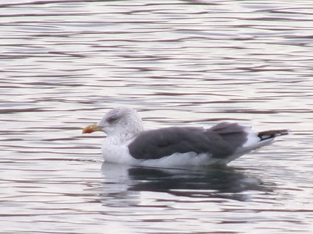 Lesser Black-backed Gull - ML627780347