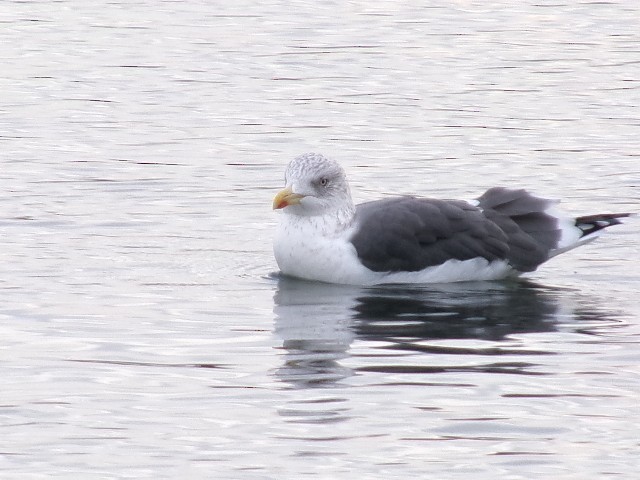 Lesser Black-backed Gull - ML627780350