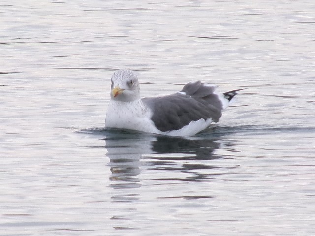 Lesser Black-backed Gull - ML627780353