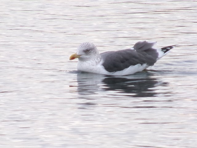 Lesser Black-backed Gull - ML627780354