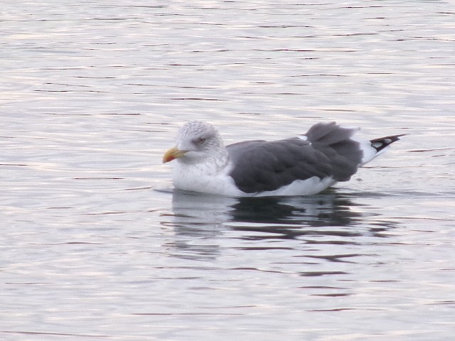 Lesser Black-backed Gull - ML627780356