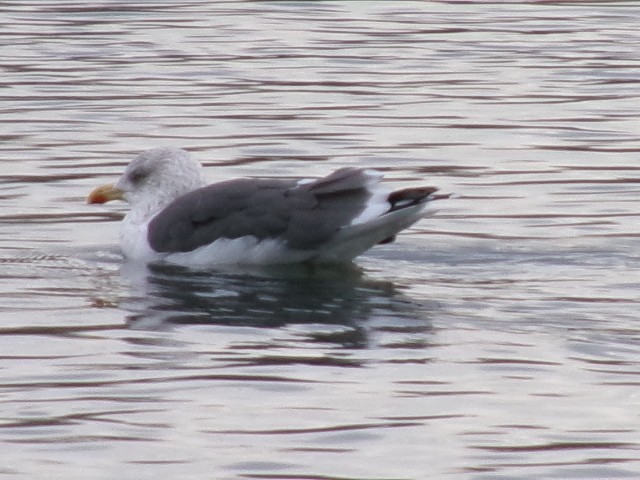 Lesser Black-backed Gull - ML627780357