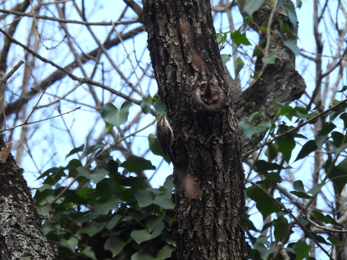 Eurasian/Short-toed Treecreeper - ML627780367