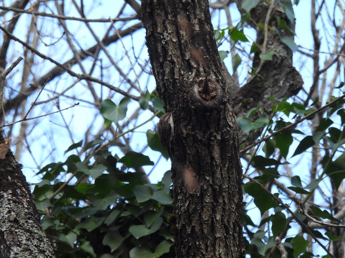 Eurasian/Short-toed Treecreeper - ML627780368