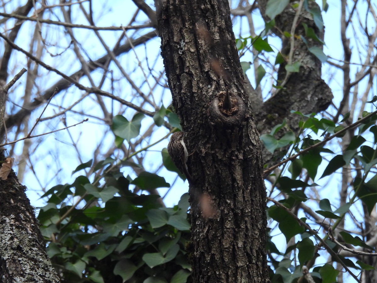 Eurasian/Short-toed Treecreeper - ML627780369
