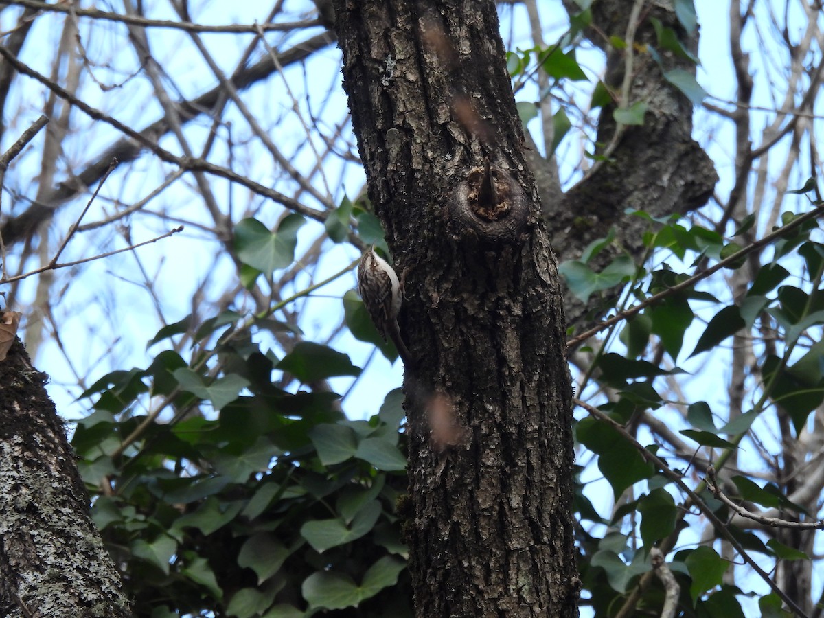 Eurasian/Short-toed Treecreeper - ML627780370
