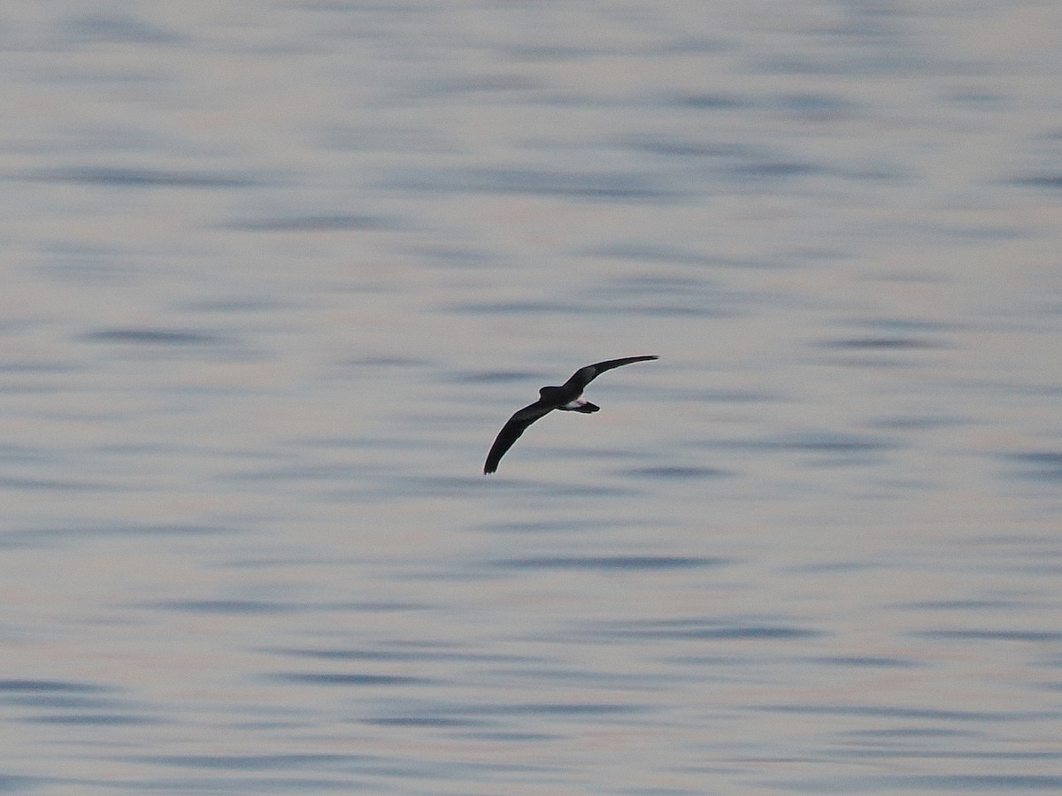 Leach's Storm-Petrel - ML627780389