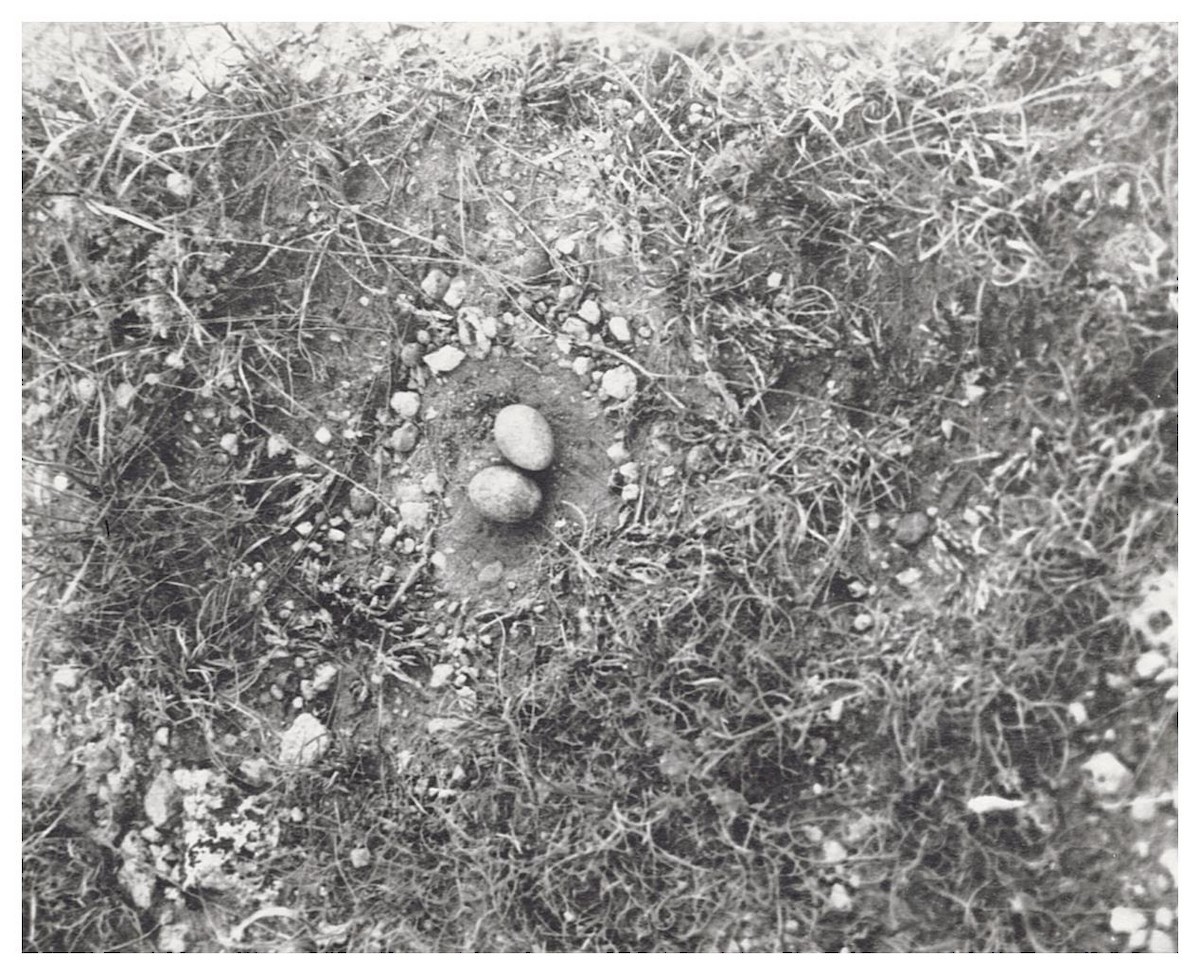 Common Nighthawk - ML627780425