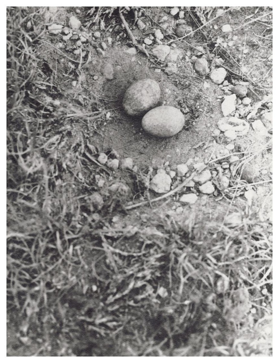 Common Nighthawk - ML627780427