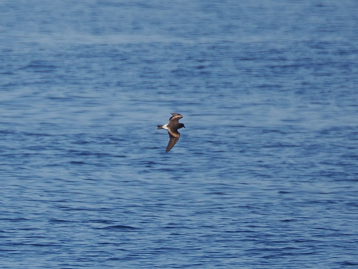 Leach's Storm-Petrel - ML627780432