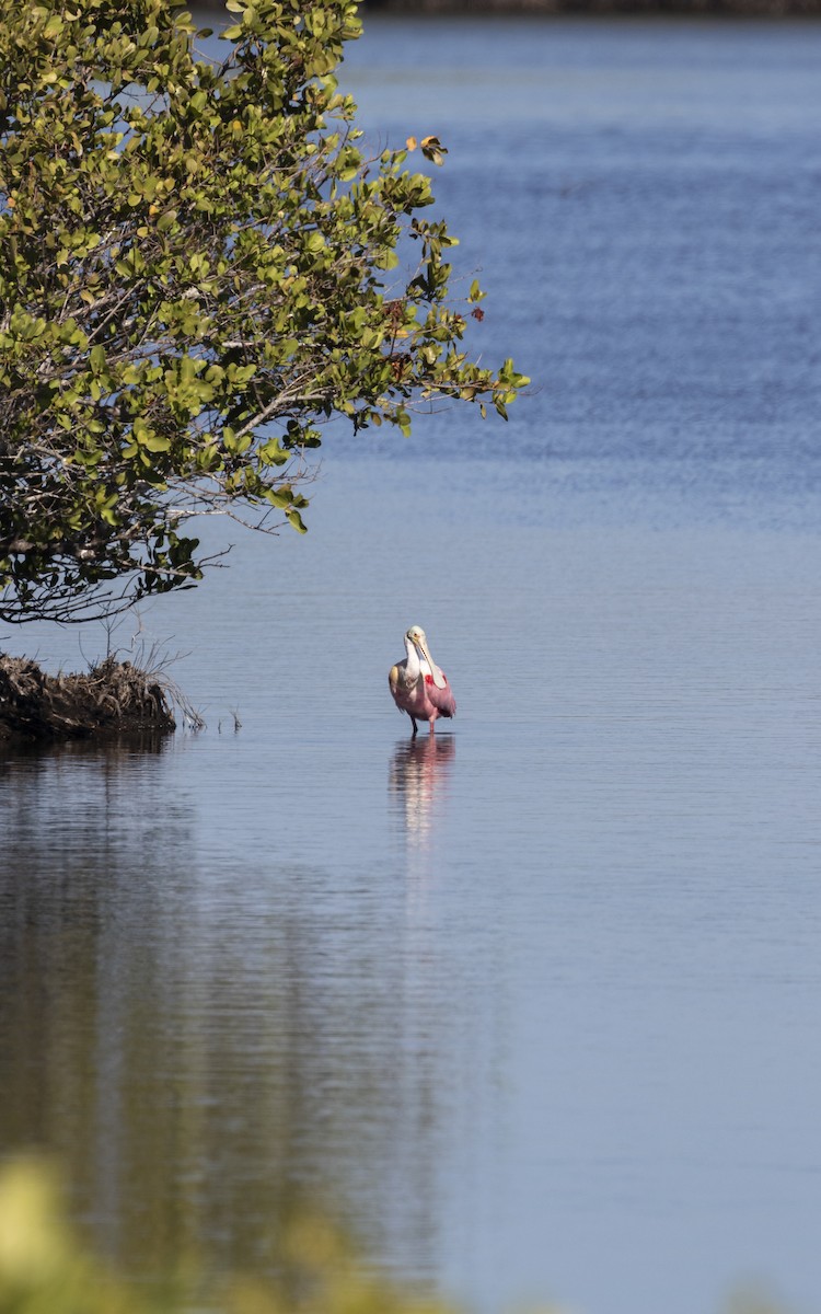 Roseate Spoonbill - ML627780440