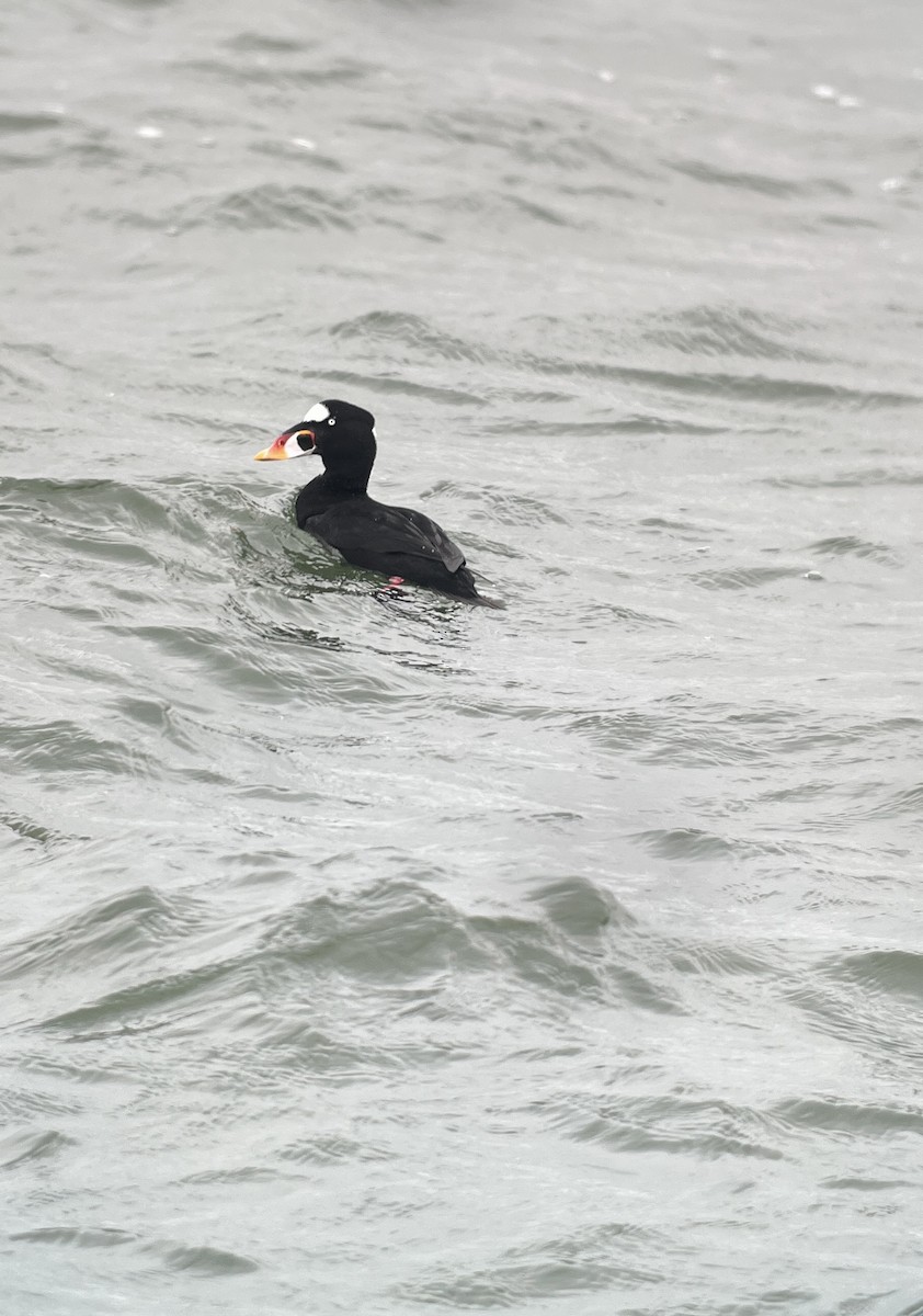 Surf Scoter - ML627780444
