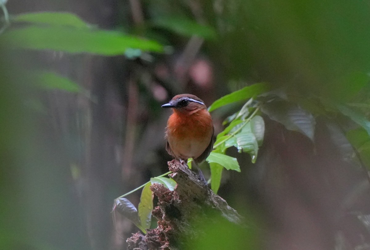 Black-breasted Gnateater - ML627780451