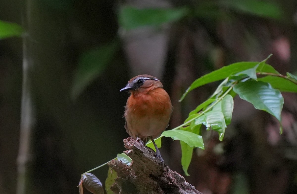 Black-breasted Gnateater - ML627780452