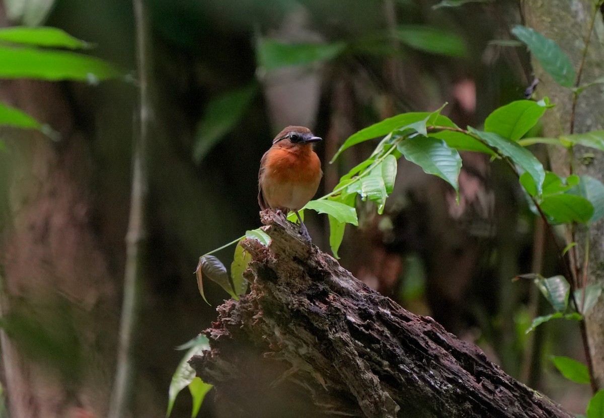 Black-breasted Gnateater - ML627780453