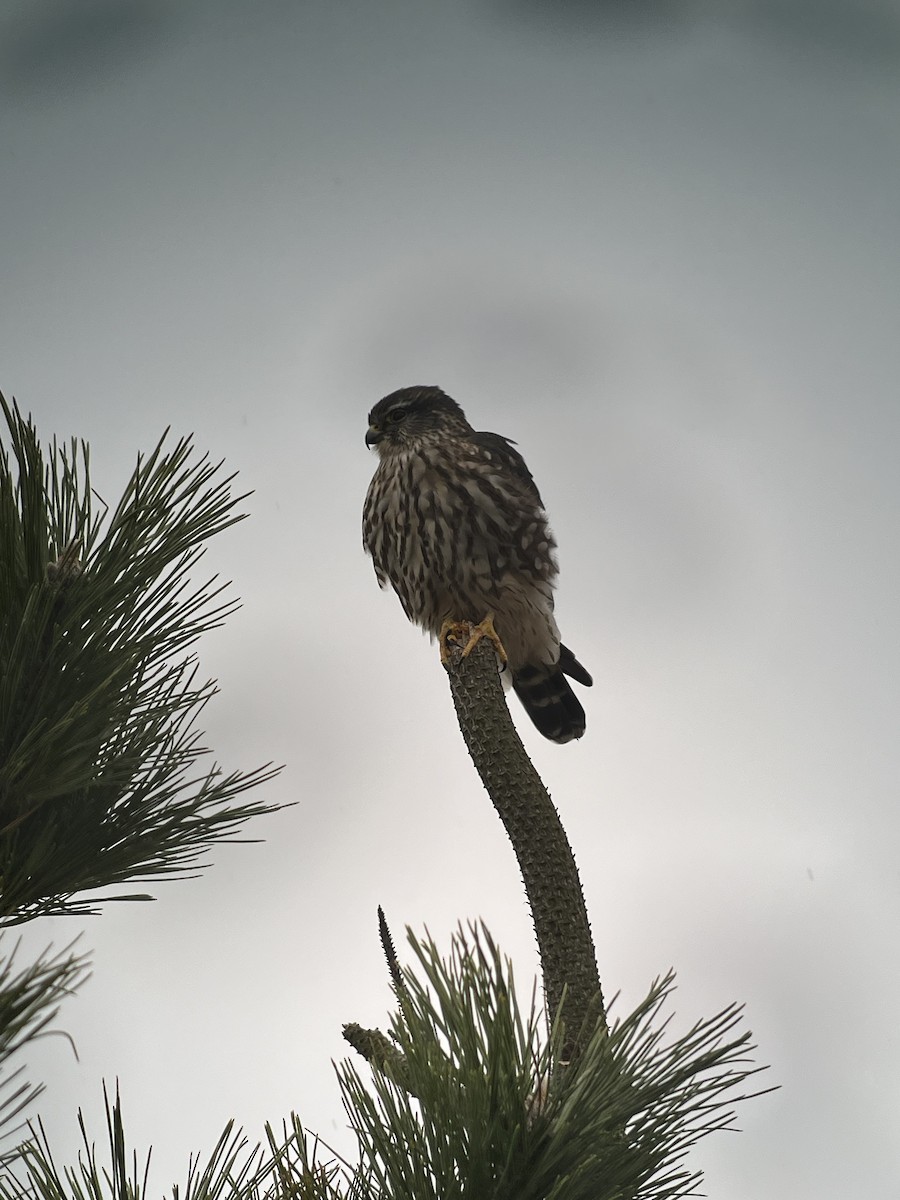 Merlin - ML627780464