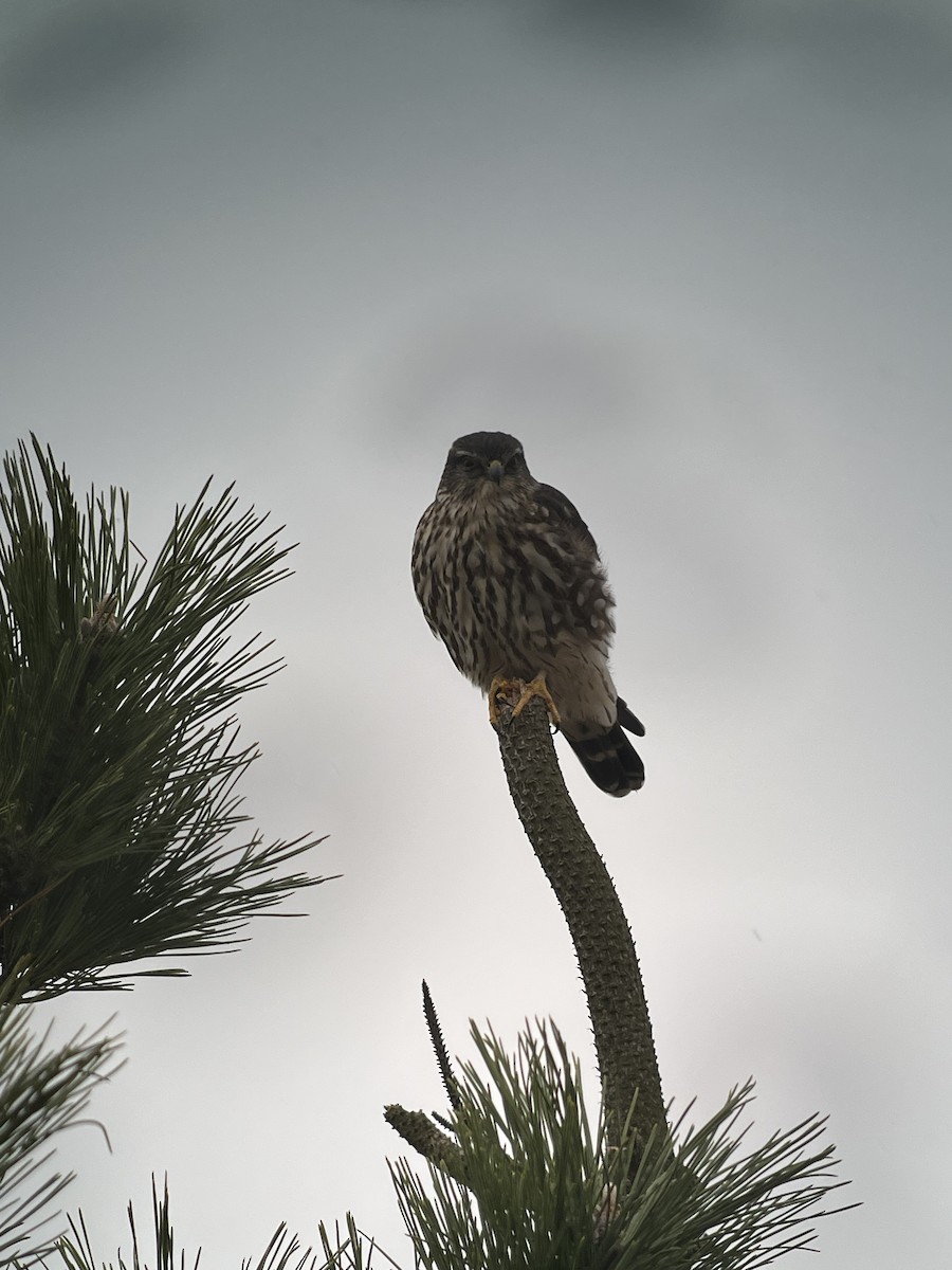 Merlin - ML627780465