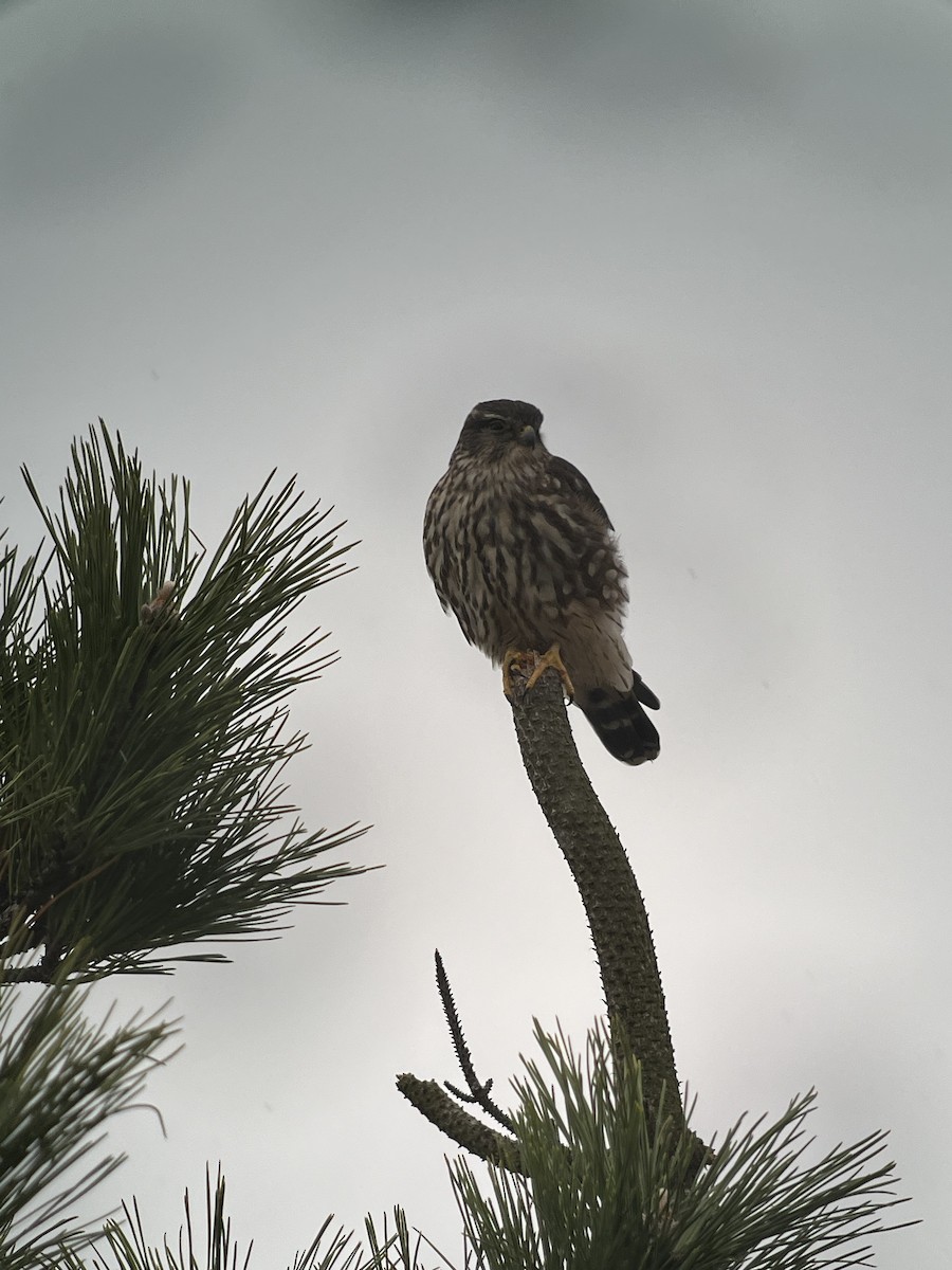 Merlin - ML627780466