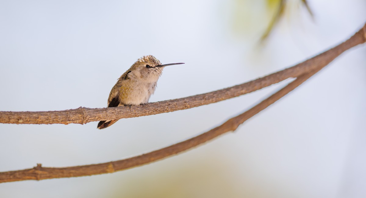 Costa's Hummingbird - ML627780481