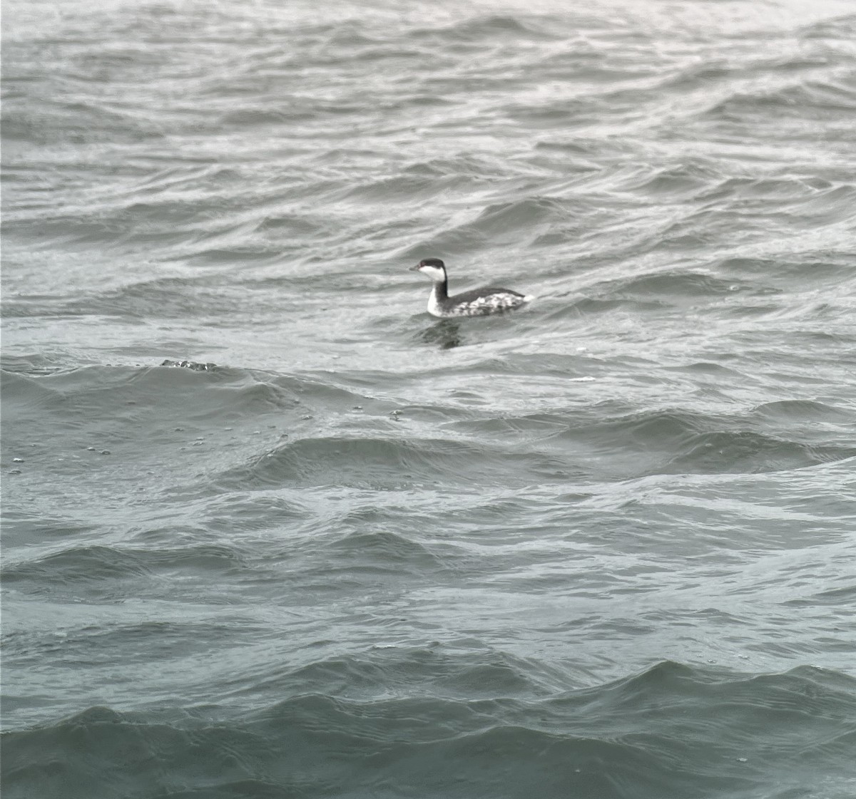 Horned Grebe - ML627780495