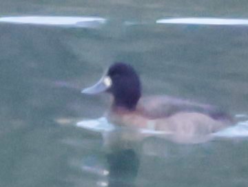 Greater Scaup - ML627780508