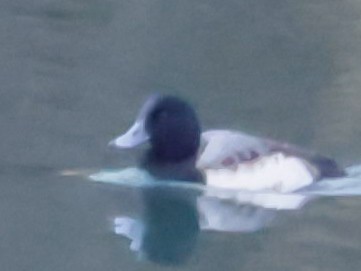 Greater Scaup - ML627780509