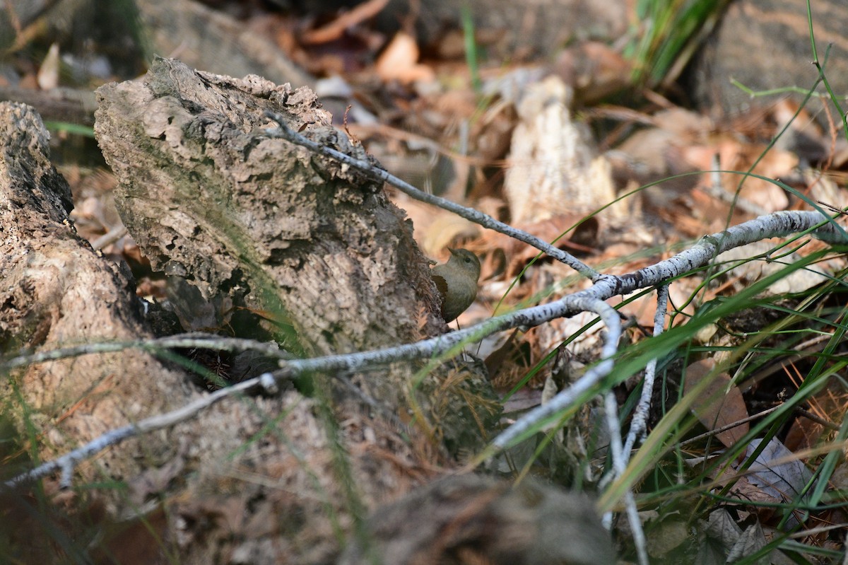 Winter Wren - ML627780522