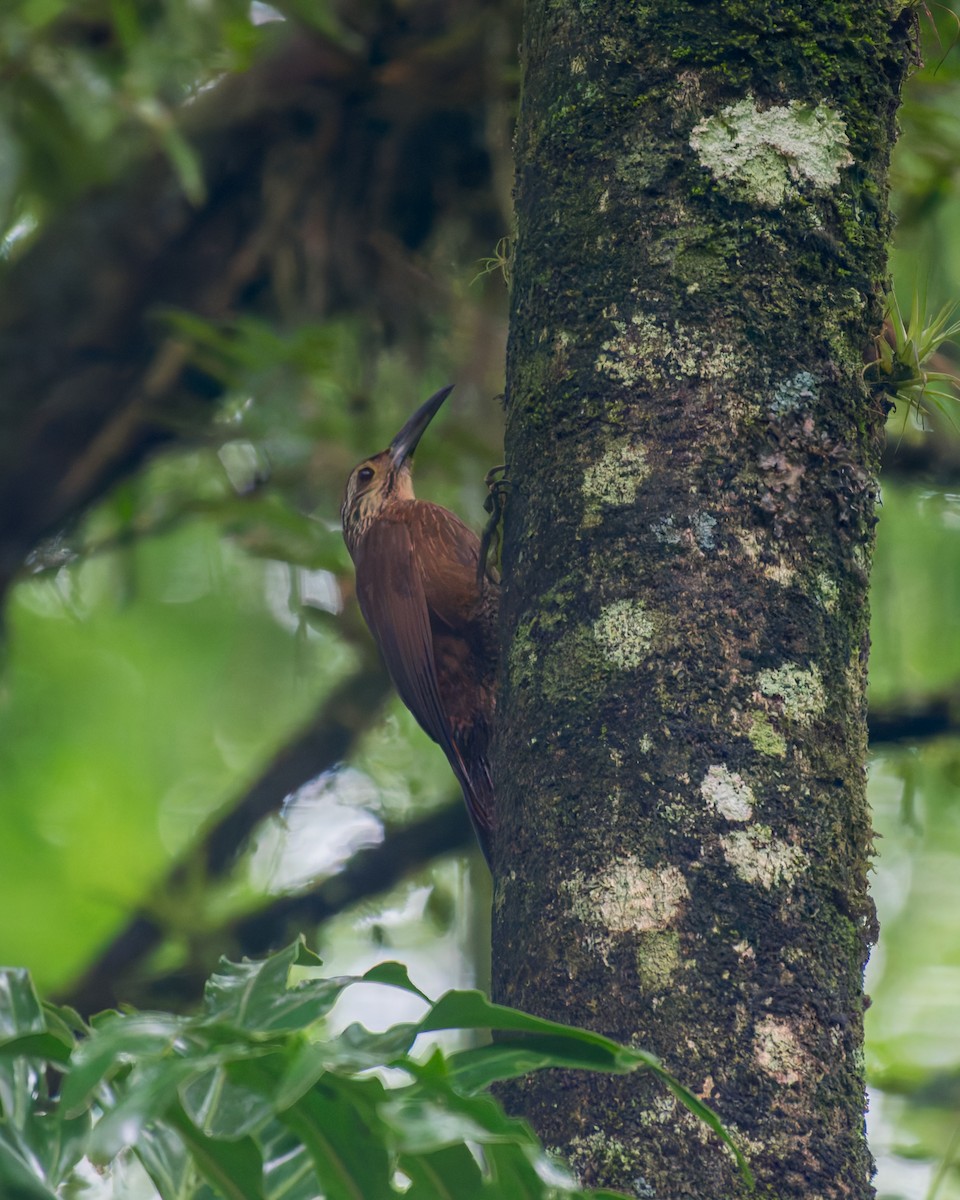 White-throated Woodcreeper - ML627780528