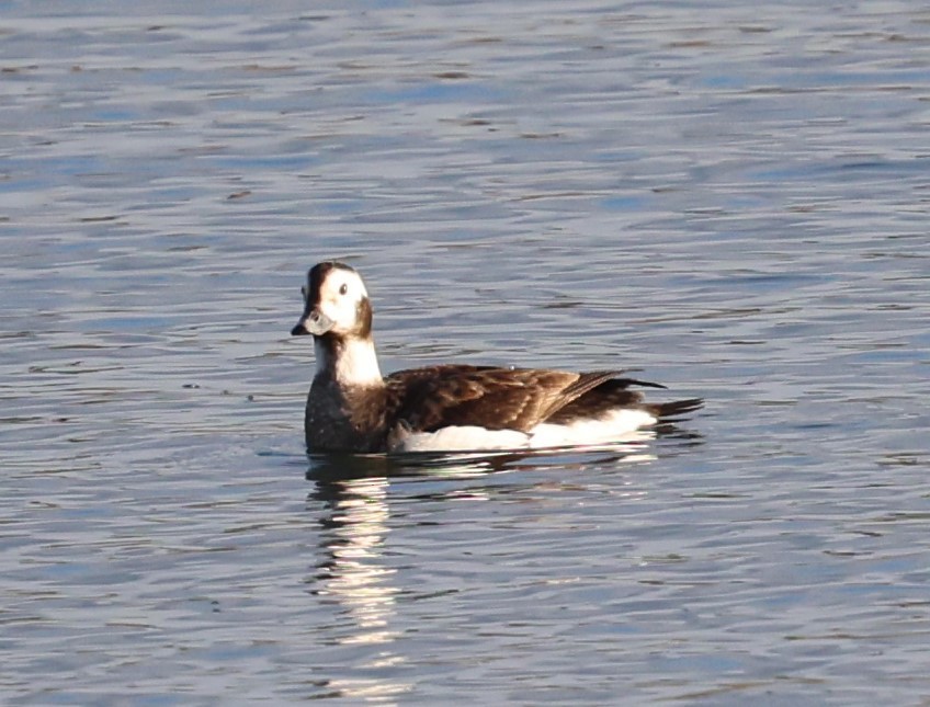 Long-tailed Duck - ML627780531