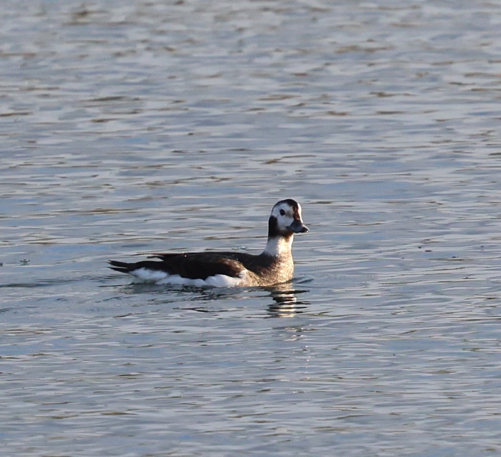 Long-tailed Duck - ML627780532