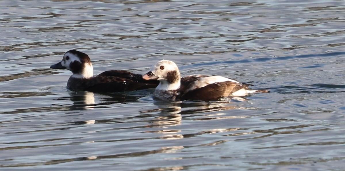 Long-tailed Duck - ML627780533