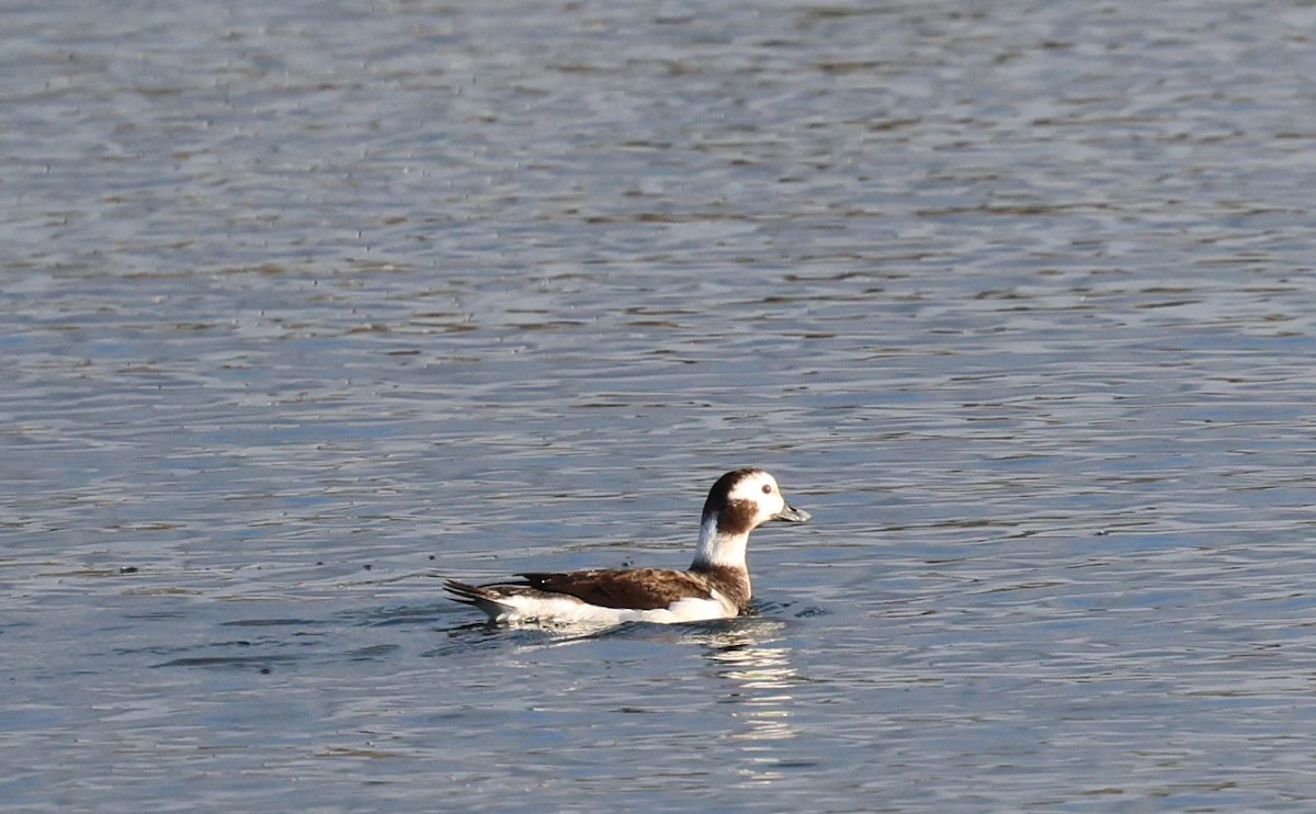 Long-tailed Duck - ML627780534