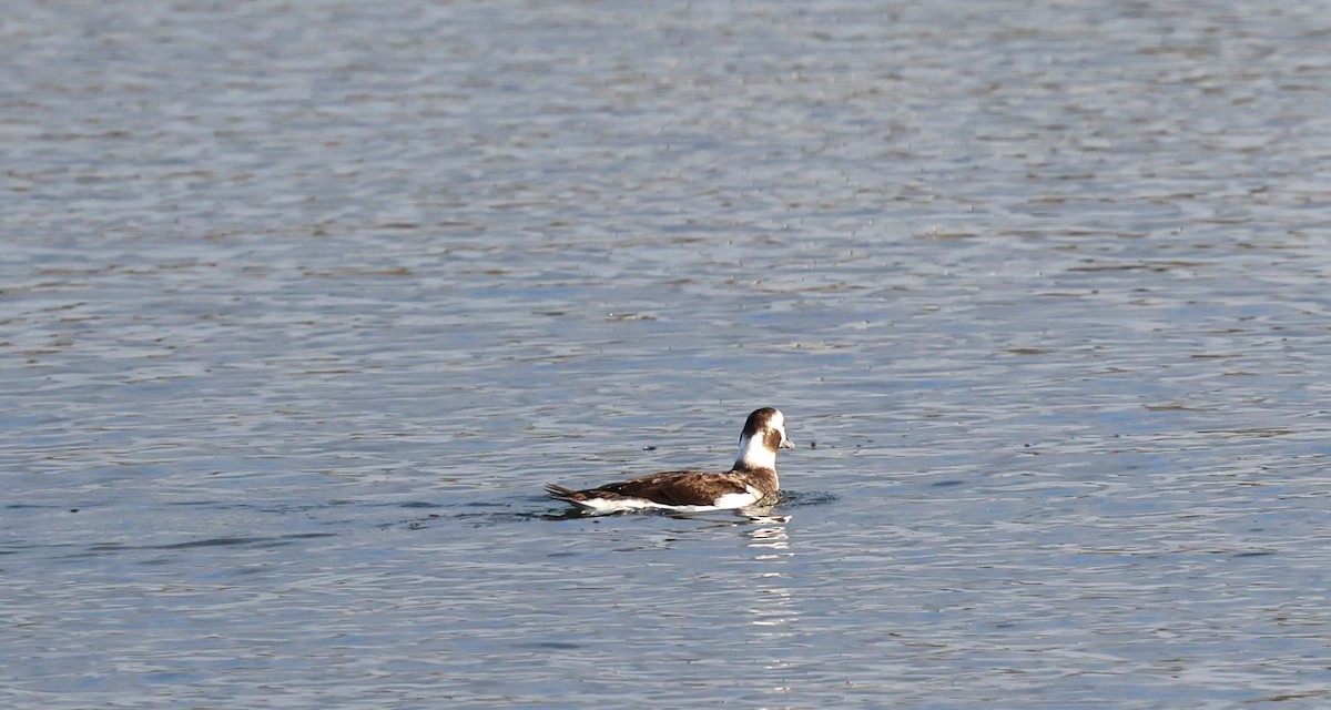 Long-tailed Duck - ML627780535